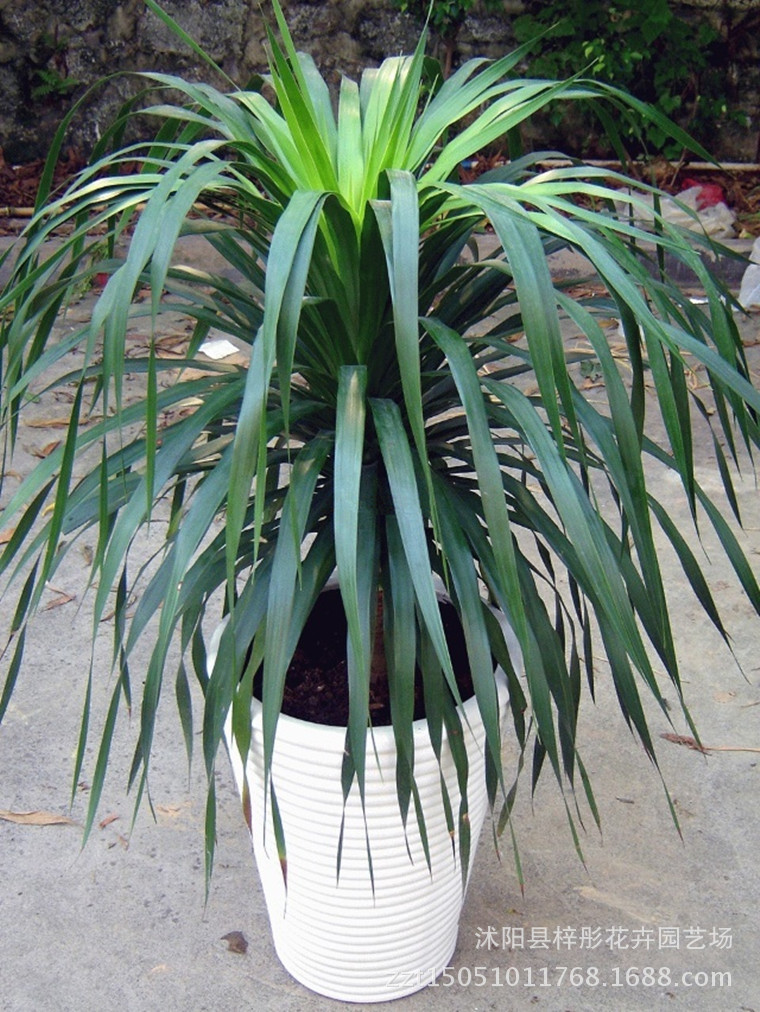 龙须树大盆景 室内净化空气盆栽龙血树 大型盆栽植物