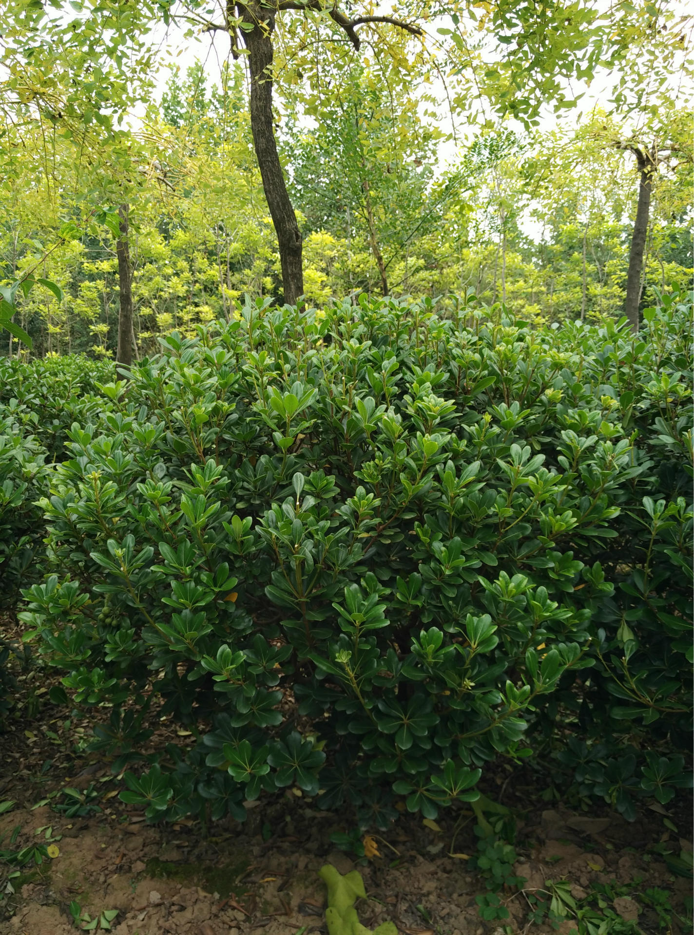 河南鄢陵佳壮大量供应精品实心冠幅118米四季常青精品海桐球