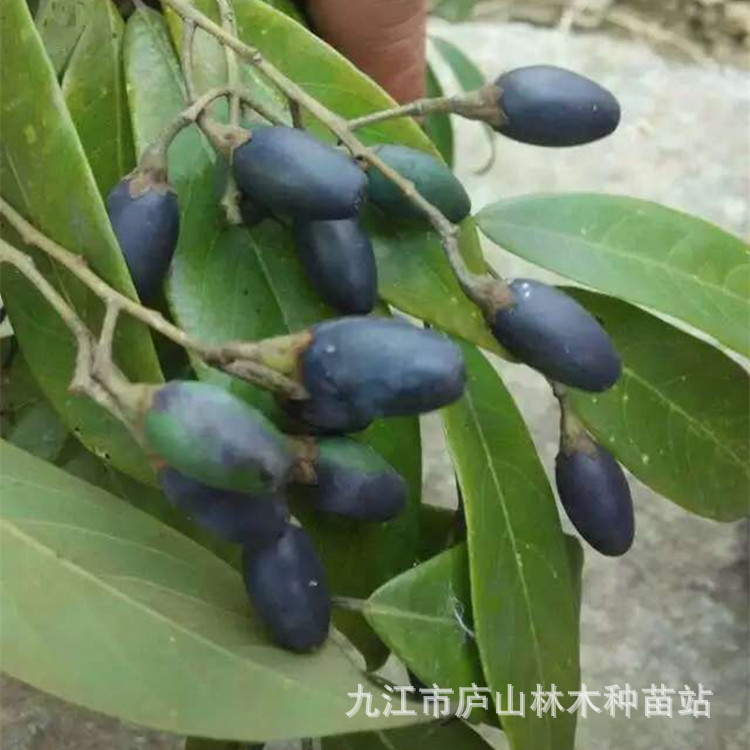 站现货供应入库种籽: 青钱柳种子,紫楠种子,小叶桢楠种子,闽楠种子