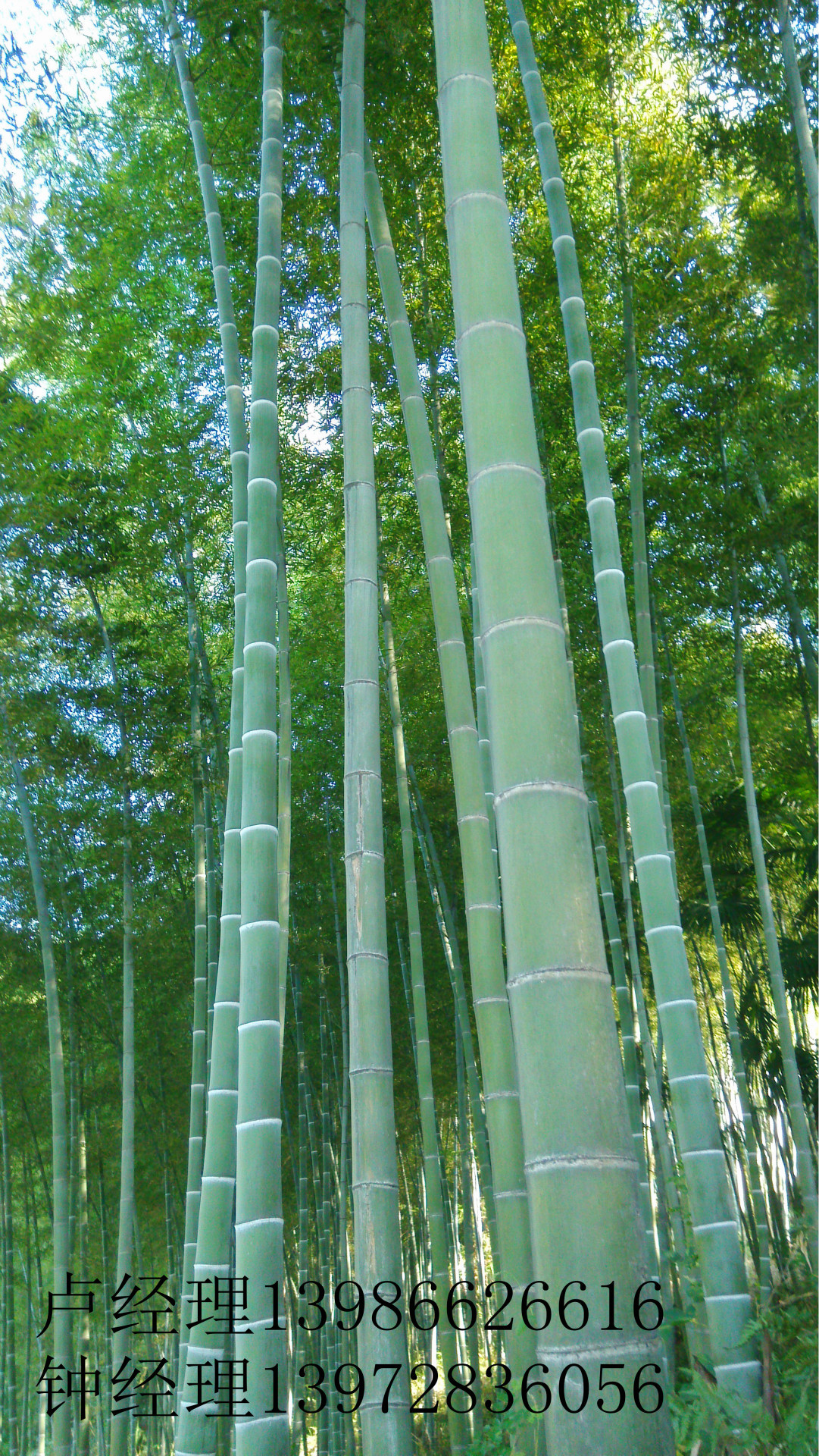 厂家直销优质菜架竹.楠竹.竹翘板.竹片