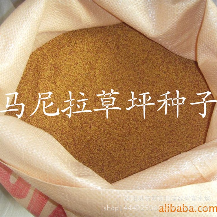 批发草坪种子 草种 狗牙根 四季常青 白三叶 马蹄金 马尼拉等等