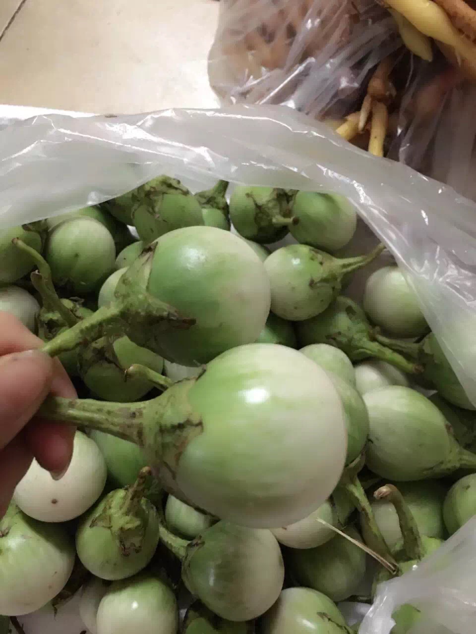 供应泰式小圆茄 新鲜泰国茄子 泰国咖喱餐料必备