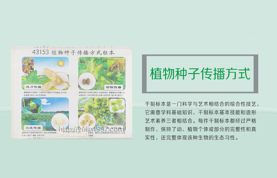 植物种子传播方式 中小学教学标本 教育教学使