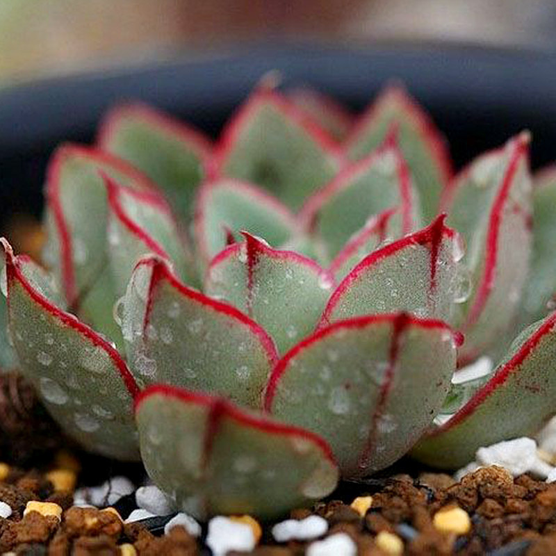 多肉植物之麒麟座