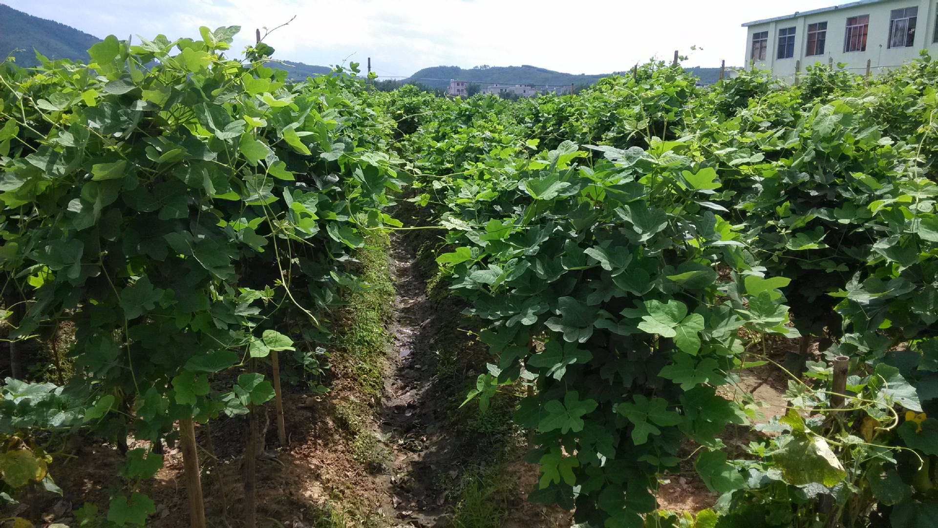 专业供应陕西延安农村的葛根种苗粉葛种苗18278027