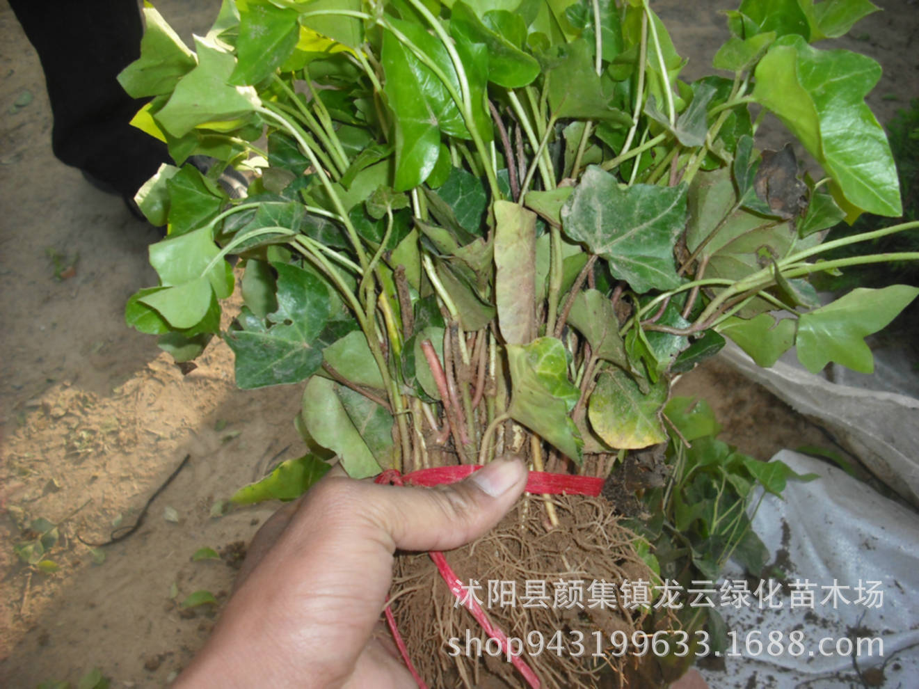 批发:爬山虎小苗 爬墙高手 攀缘植物 爬山虎 量大从优 成活率高