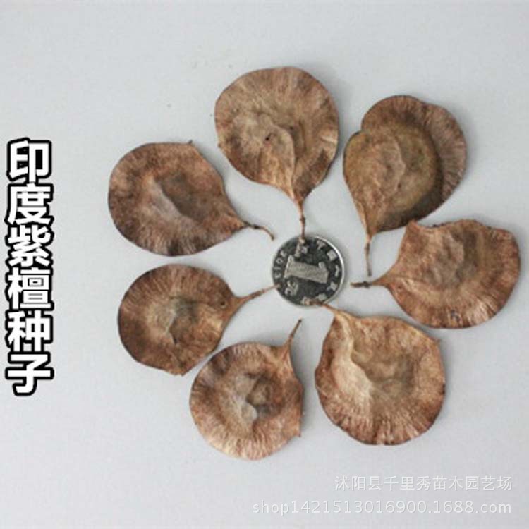 批发小叶紫檀木种子印度紫檀种子檀香紫檀印度小叶紫檀当年新种
