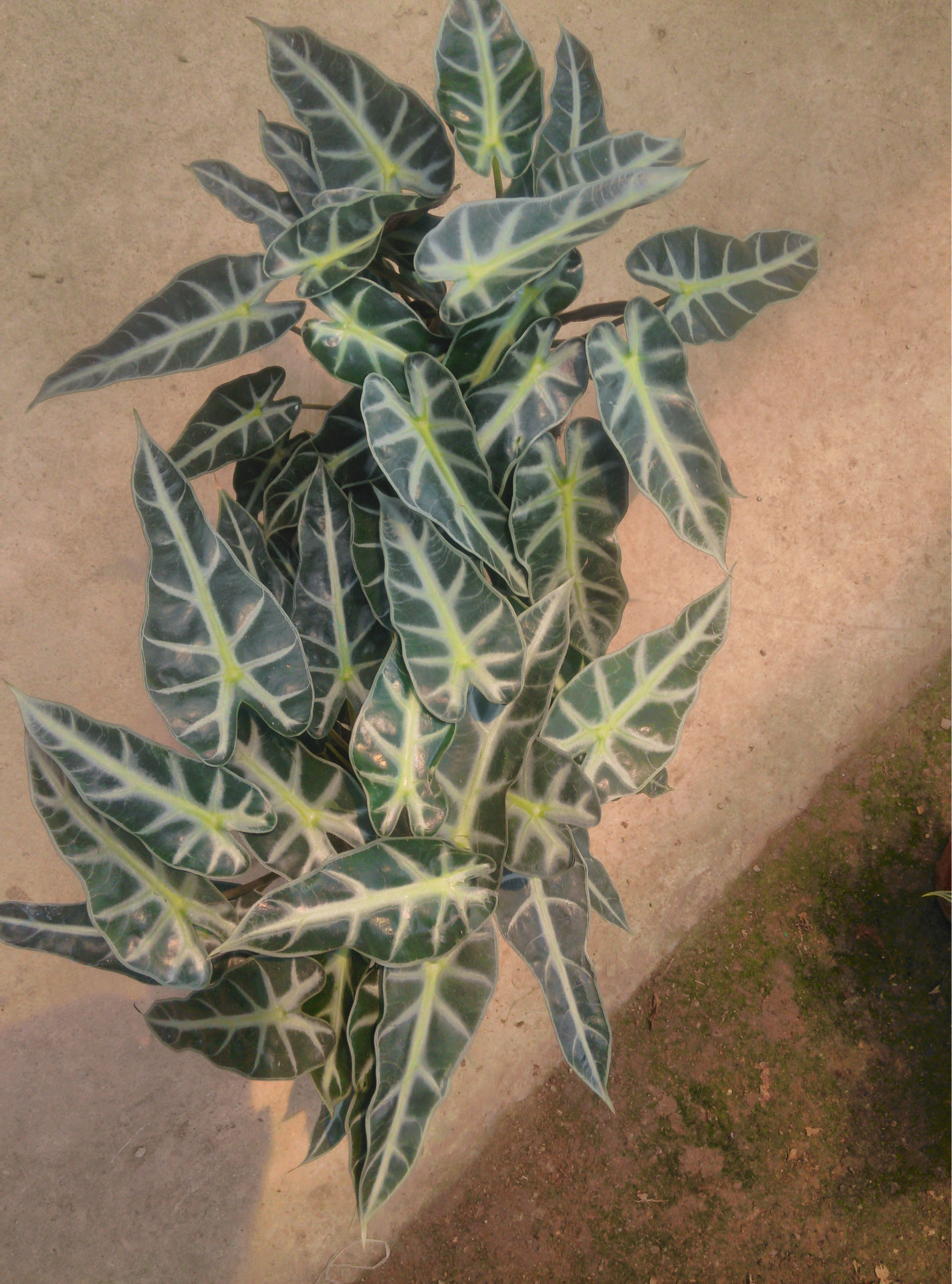 小仙女观音莲海芋120杯a级