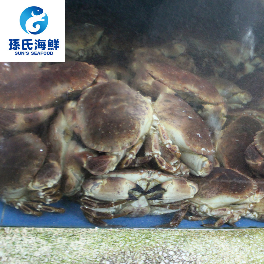孙氏鲜活面包蟹1.5-2.2斤/只