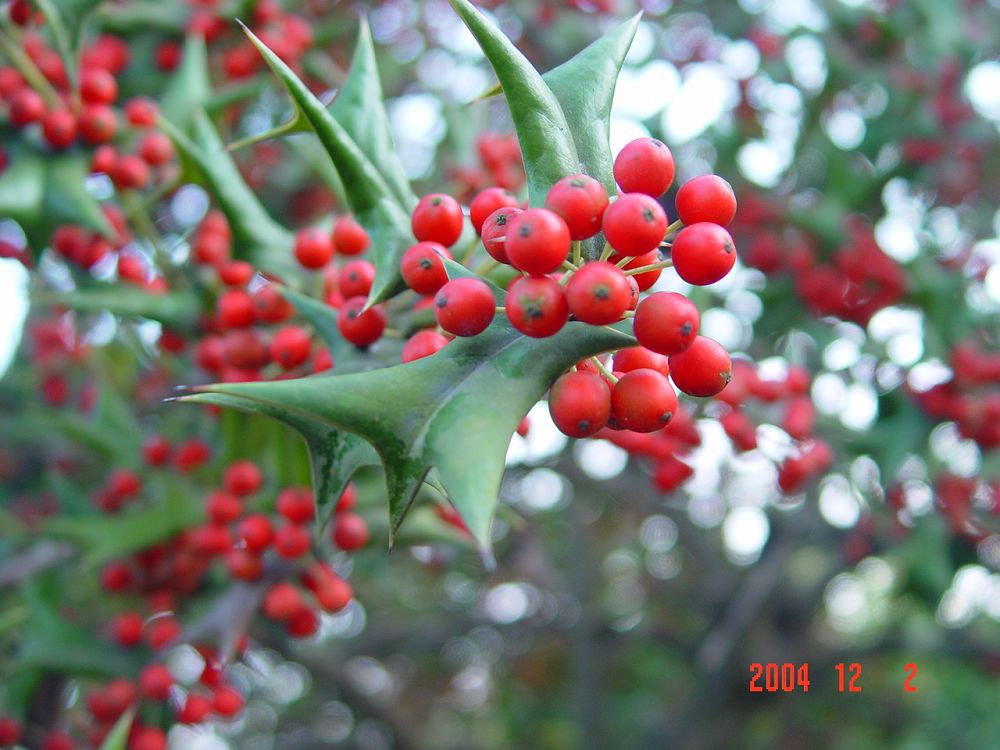 构骨叶粉 羊角刺纯粉 构骨叶浓缩粉