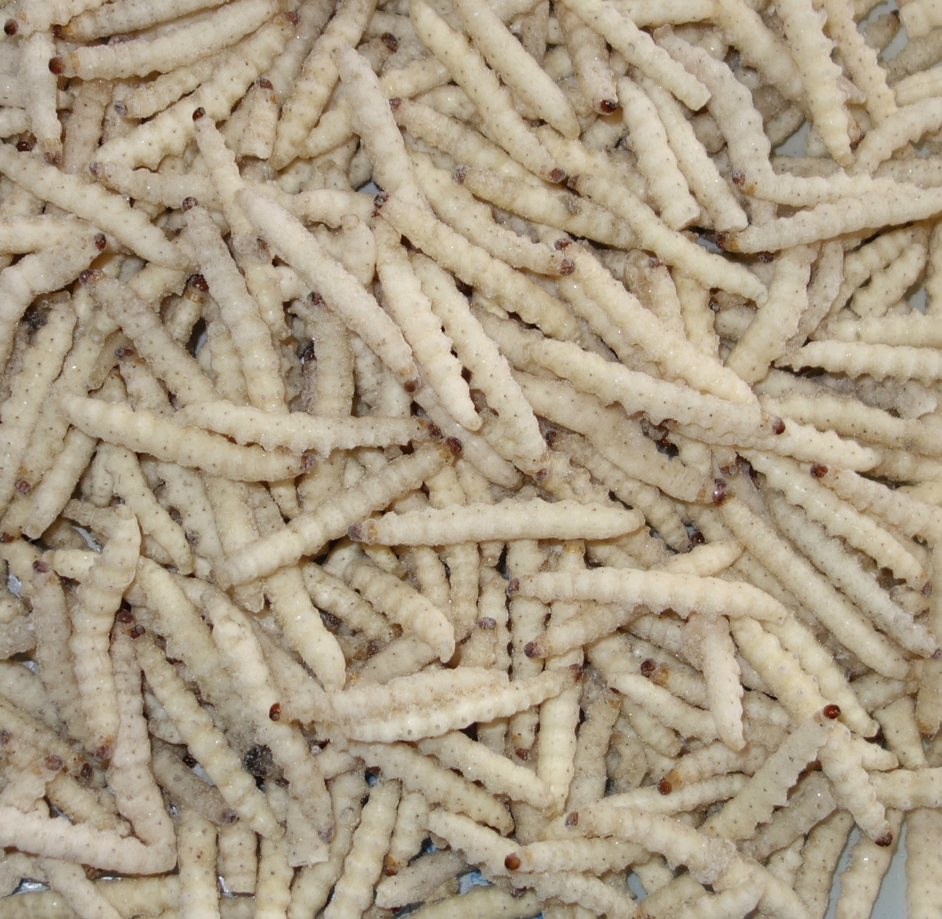 厂家直销 高蛋白食用竹虫 餐厅酒店速冻竹虫竹蜂竹蛆民间风味食材