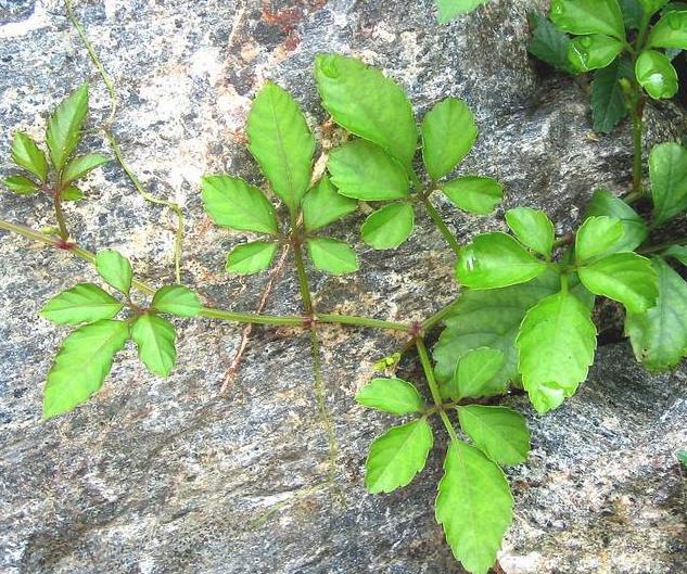 五叶藤提取物乌蔹莓提取物101现货供应长期直供