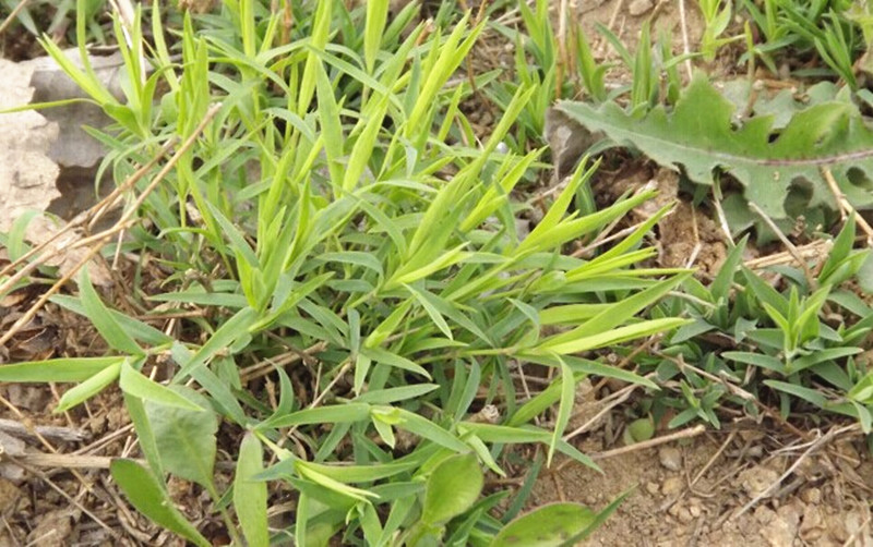 厂家批发崂山石竹茶 供应优质竹叶青茶清凉解暑 散装花草茶国花堂