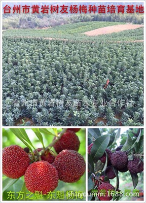 东魁杨梅苗,黑碳杨梅苗以及杨梅树30-100厘米高 产地自营