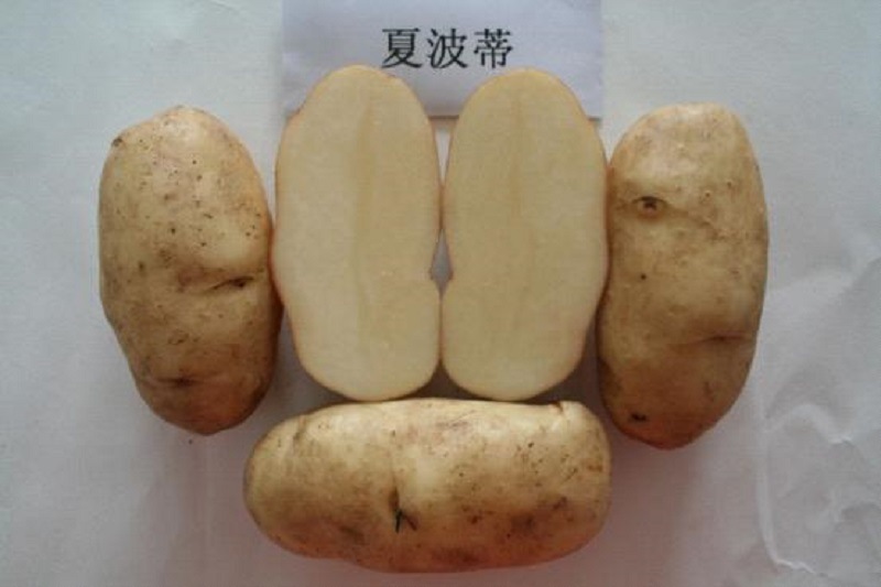 16年产优质马铃薯夏波蒂脱毒微型薯薯种