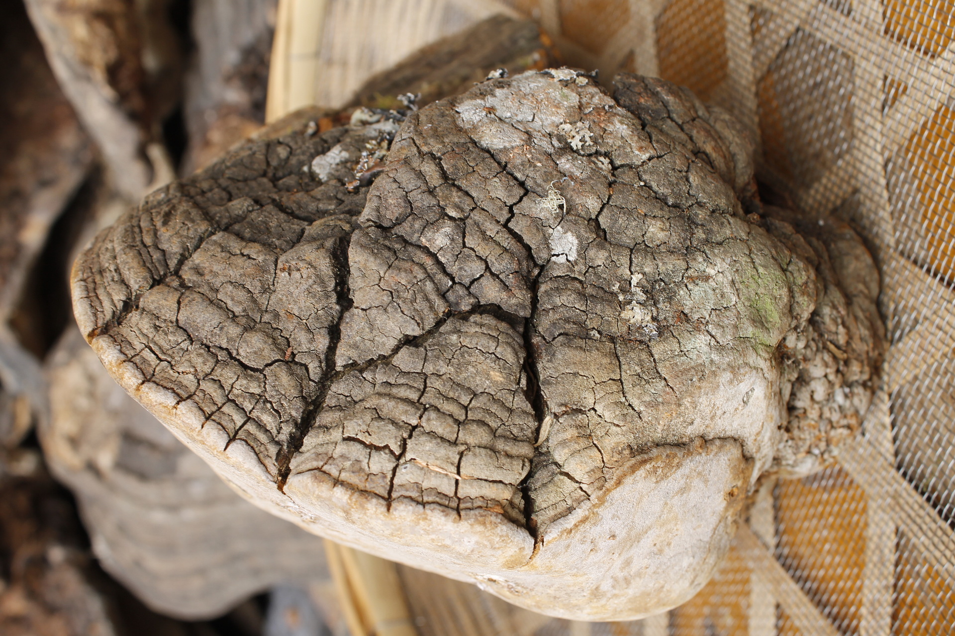批发野生桑黄 野生灵芝 马蹄桑黄现货5吨 西藏桑树桑黄 野.