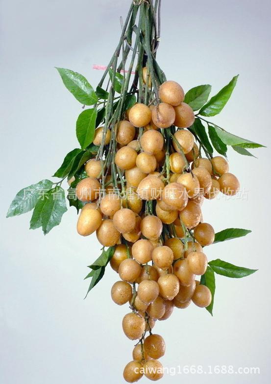 无核黄皮_新鲜黄皮 鸡心黄皮 无核 产地 黄皮价