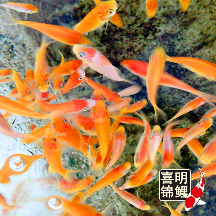 水花成长记录22