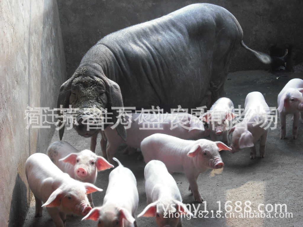 太湖猪 梅山猪母猪 二元母猪 瑞艺生态农业有限公司太湖猪保种场