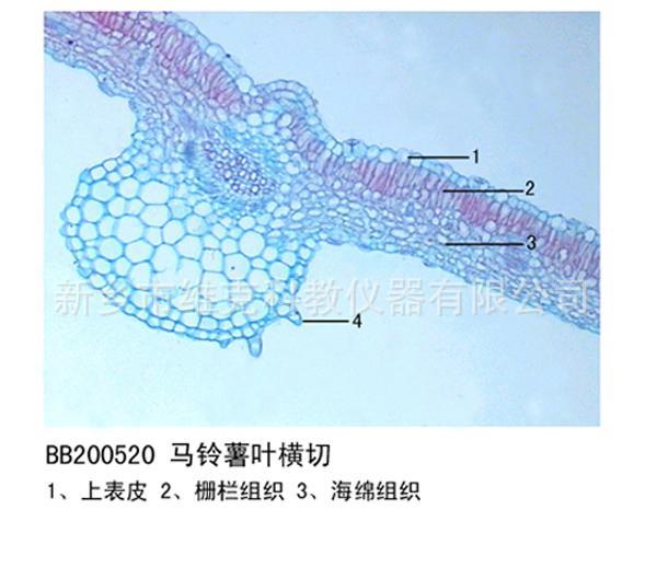马铃薯叶横切 生物切片 植物类装片 叶及叶的变态 显微镜专用