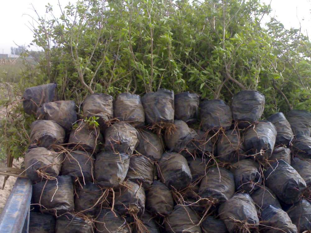 厂家批发育苗袋 营养钵 育苗容器袋 黑色加厚育苗袋环保塑料