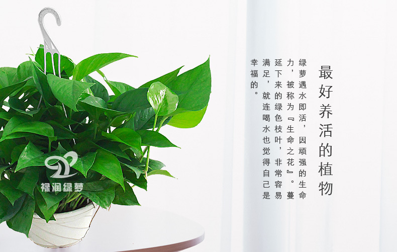 绿萝盆栽盆景植物基地直销高品质保证180绿萝家装必备净化空.