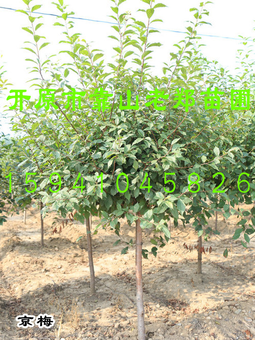 优良 京梅 京桃苗嫁接榆叶梅 园林绿化树种 红火榆叶梅 京梅树苗