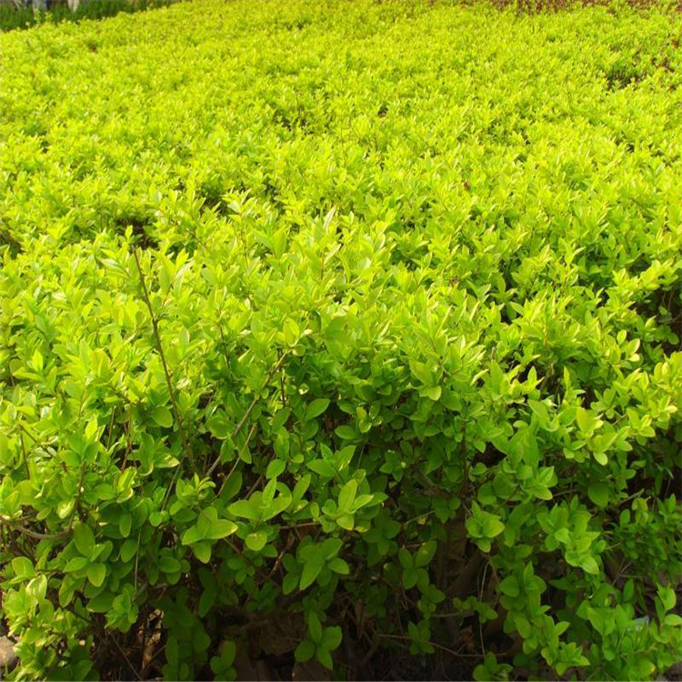 批发工程绿化用苗金边冬青 金边黄杨 一级货源