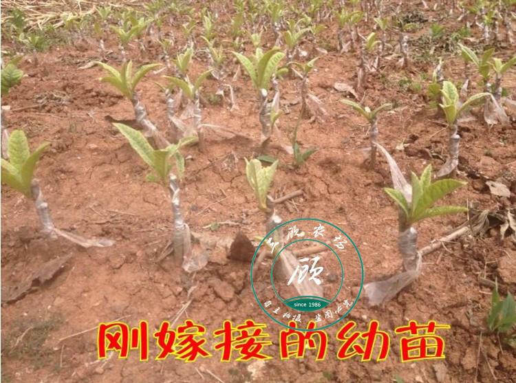 大五星枇杷树苗 白沙 早钟六号大红袍 解放钟嫁接枇杷树苗盆栽