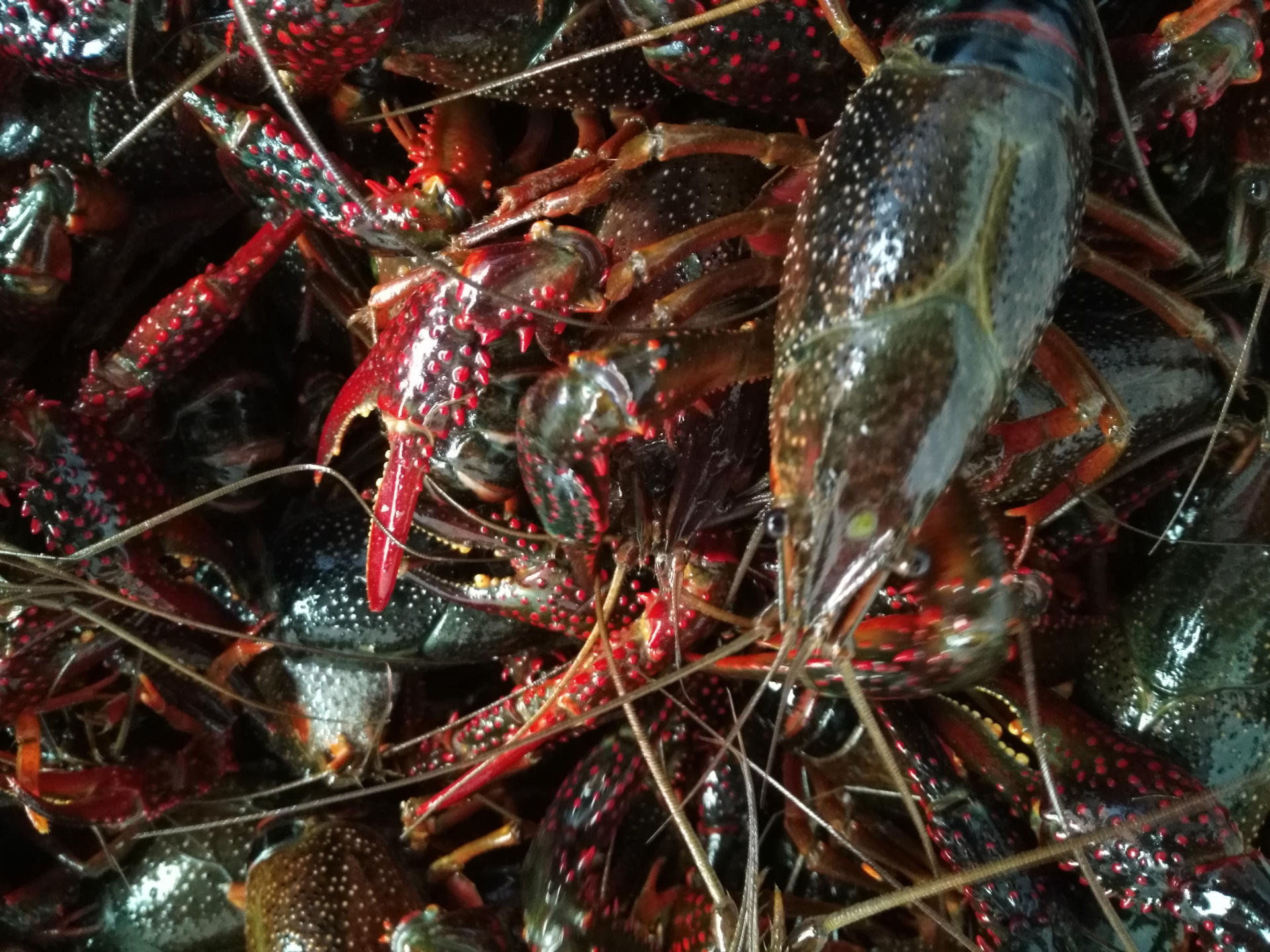 湖北小龙虾批发 7-9钱清水小龙虾 鲜活洪湖小龙虾武汉龙虾