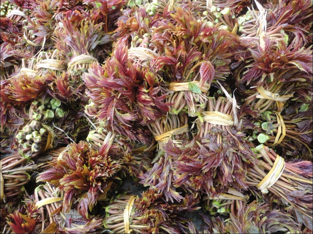 适合南方四川种植的大棚香椿苗 黑油椿哪里有卖 红油香椿苗的价格