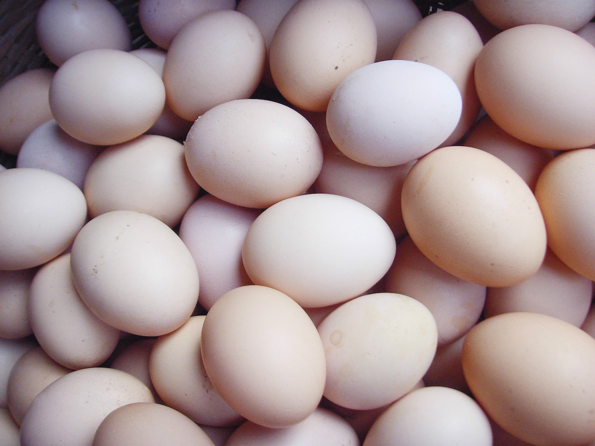 新鲜小鸡蛋 土鸡蛋 野鸡蛋北京优质现货供应商 价格实惠15.