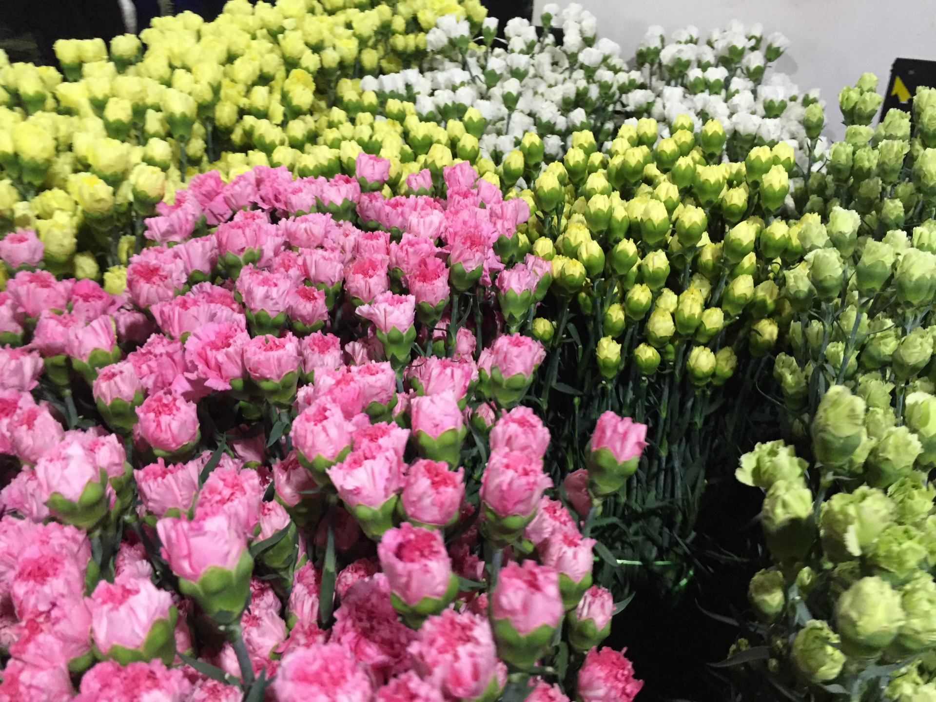 母亲节新鲜康乃馨鲜花批发云南昆明斗南基地鲜切花全国花店速递