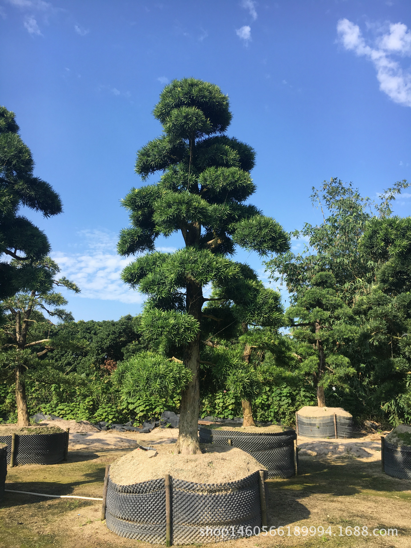 罗汉松盆景造型罗汉松精品罗汉松进口罗汉松