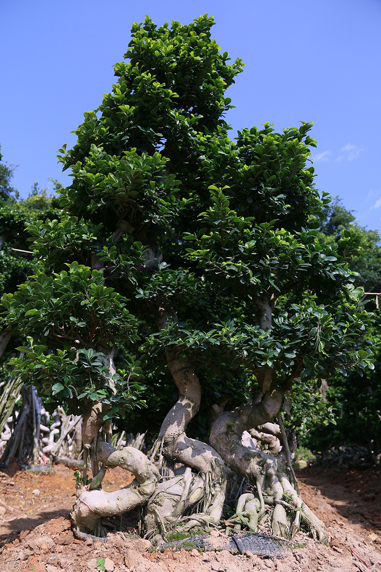 供应 园林绿化苗木 丛林s型两弯半榕树盆景 金钱榕 福建批发基地