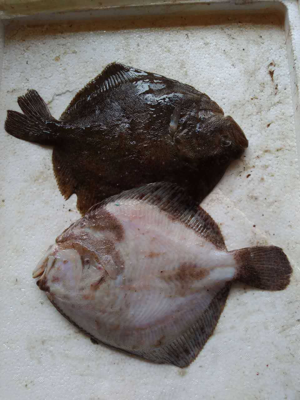 供应 多宝鱼 菱鲆鱼 冰鲜鱼类海鲜批发