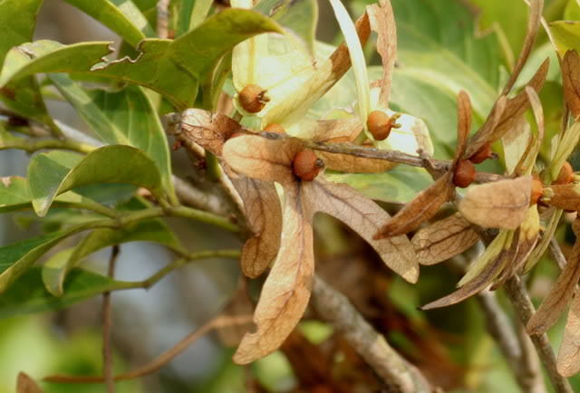 黄杞叶提取物 10:1 黄杞叶浓缩粉 森冉生物