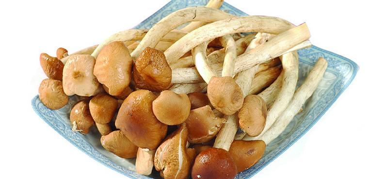 新鲜茶树菇茶树菇菌新鲜农家菌菇食用菌特产蘑菇绿色生态批发