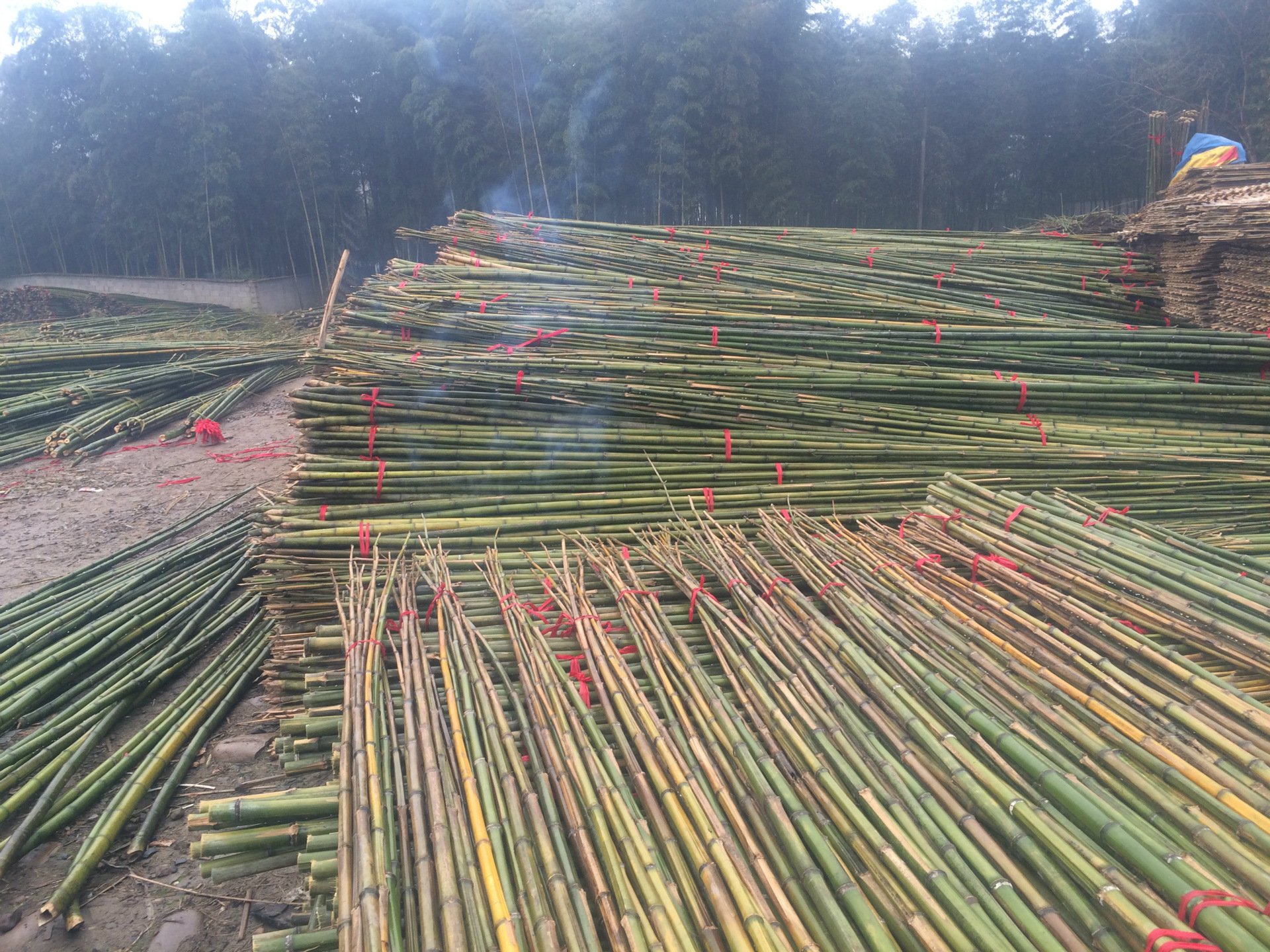 厂家直销 农用竹竿 大棚竹 菜架竹 新鲜竹 温室竹竿 支架竹竿