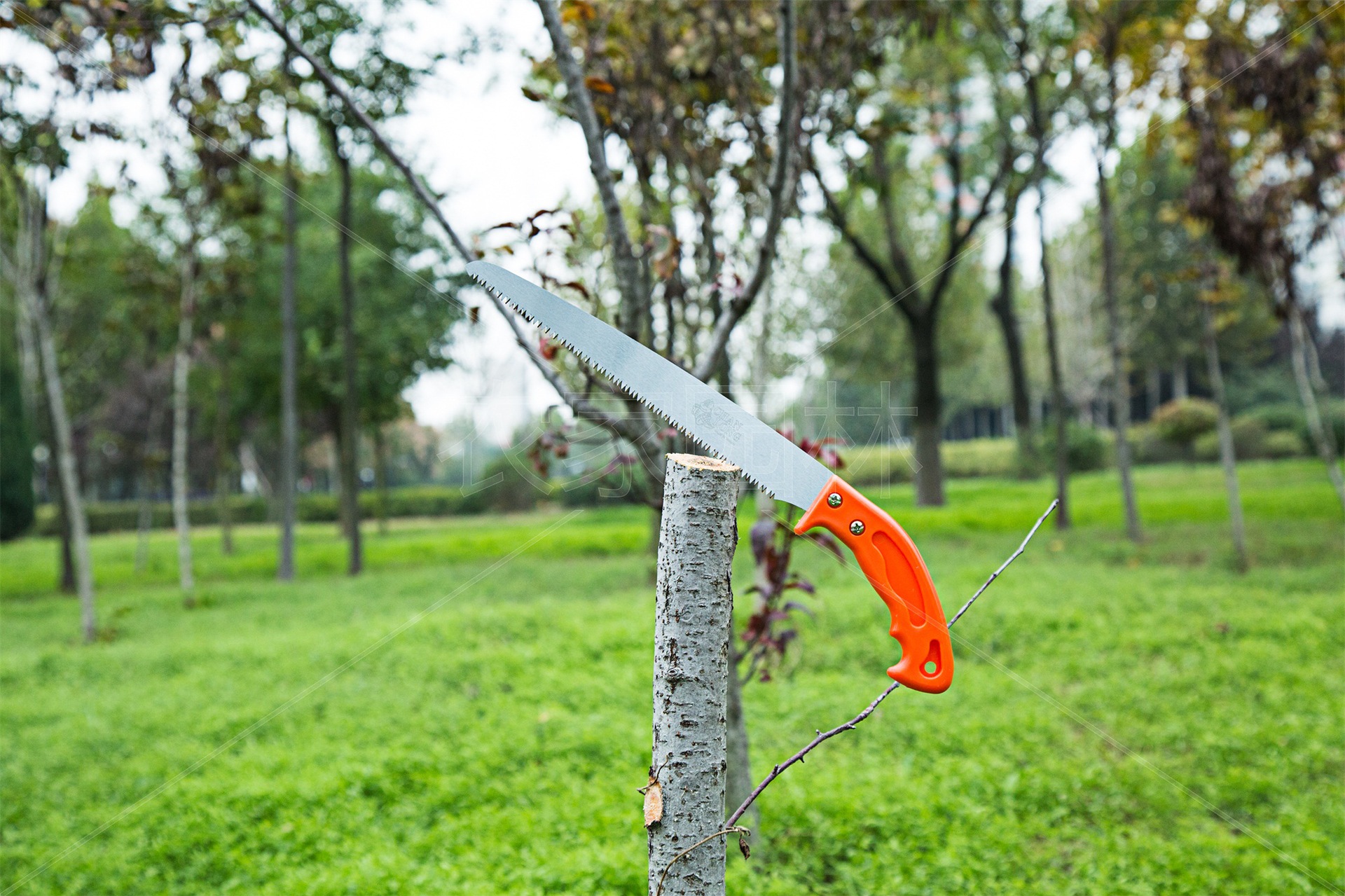 禅龙,台湾锯,渐龙pg-250bg,高档果枝锯,园林修枝锯