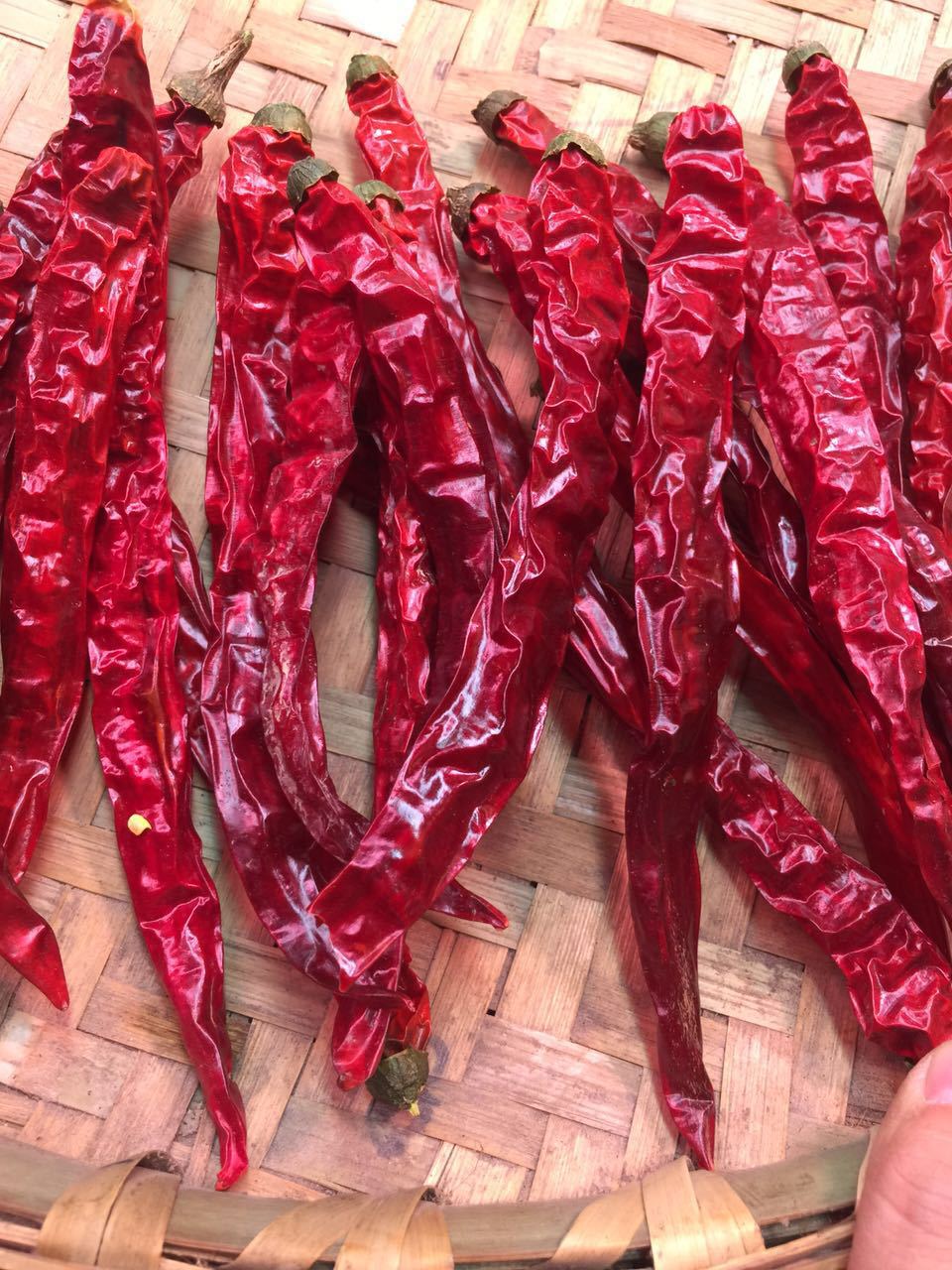 产地直销干辣椒贵州二荆条微辣调味香料批发火锅红油专用