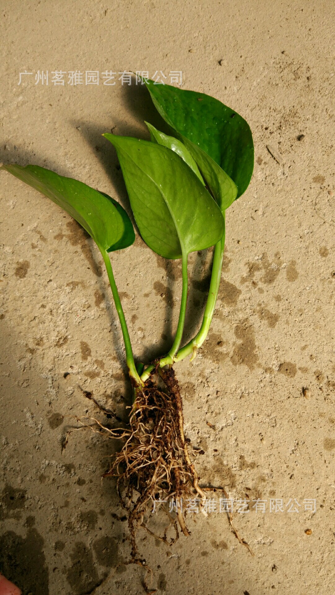 基地直销茗雅水培绿萝包邮绿萝苗批发基地直供植物花卉盆栽