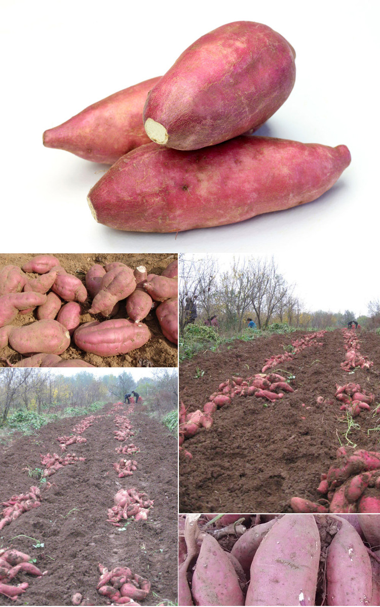 淀粉加工红薯,山东红薯,高淀粉红薯,徐薯18,商薯19淀粉加工红薯