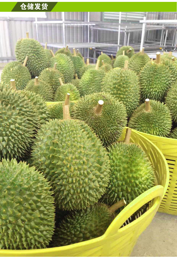 批发越南特级 牛奶榴莲 长柄青皮榴莲 越南猫山王榴莲 东南亚水果
