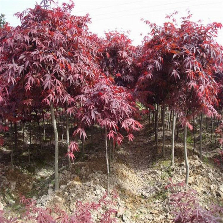 基地直销批发正宗红枫树苗 盆栽红枫小苗 红枫嫁接苗 品质保证