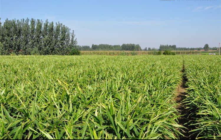 广东梅州客家小黄姜 生姜新鲜现挖新姜老山地月子姜沙姜蔬菜2.5斤