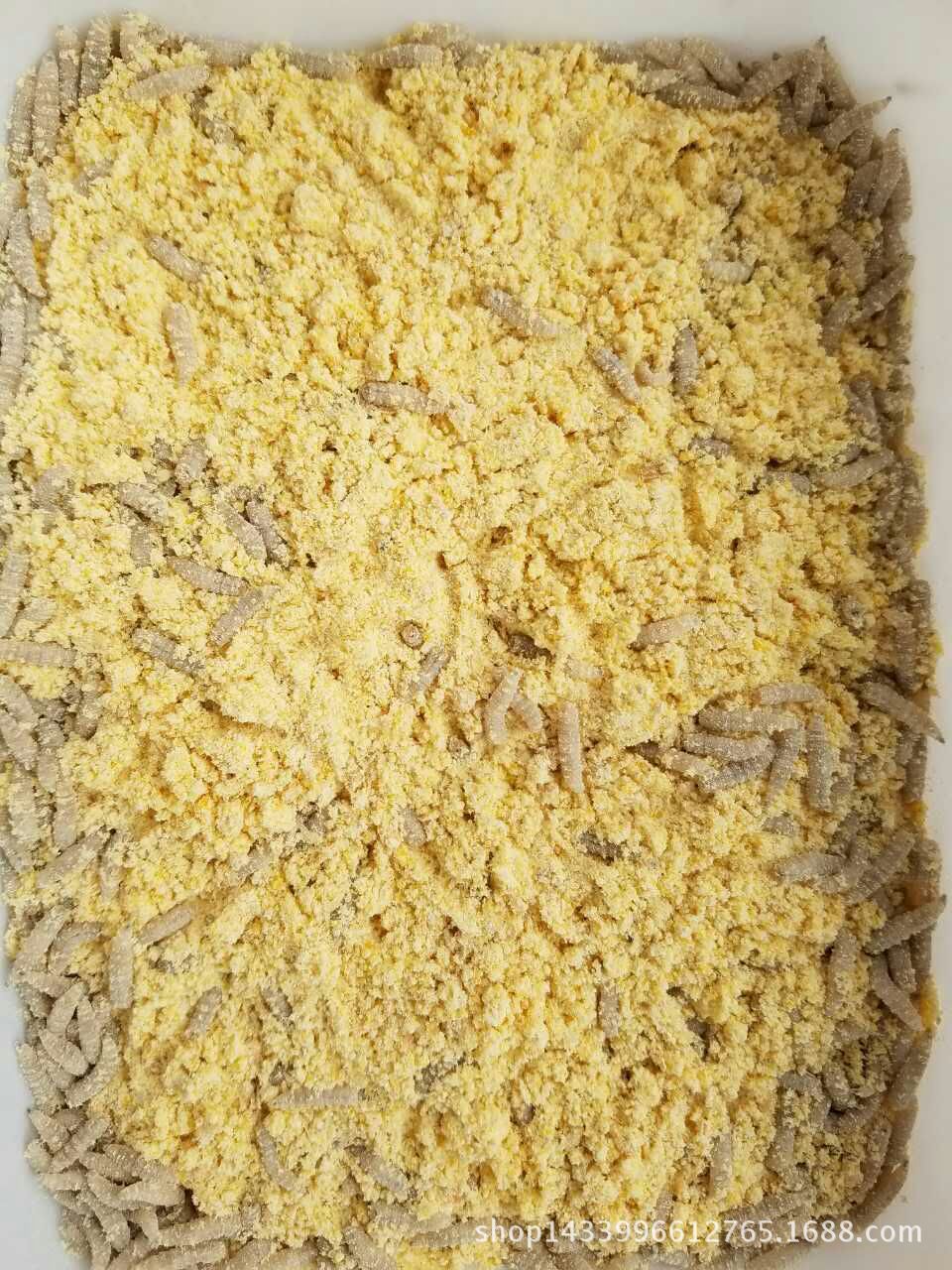 批发钓鱼蛆虫活体鱼饵肉蛆蛆牙子钓饵鲜活蛆虫瓶装活力足包存活