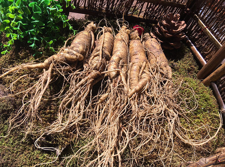 鲜人参 长白山人参泡酒吉林人参新鲜人参带土保鲜人参6年鲜参包邮