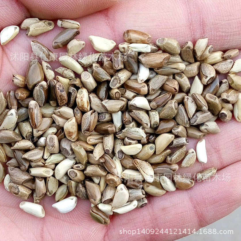 牧草种子 墨西哥玉米草种子 大刍草种子 1件=1斤