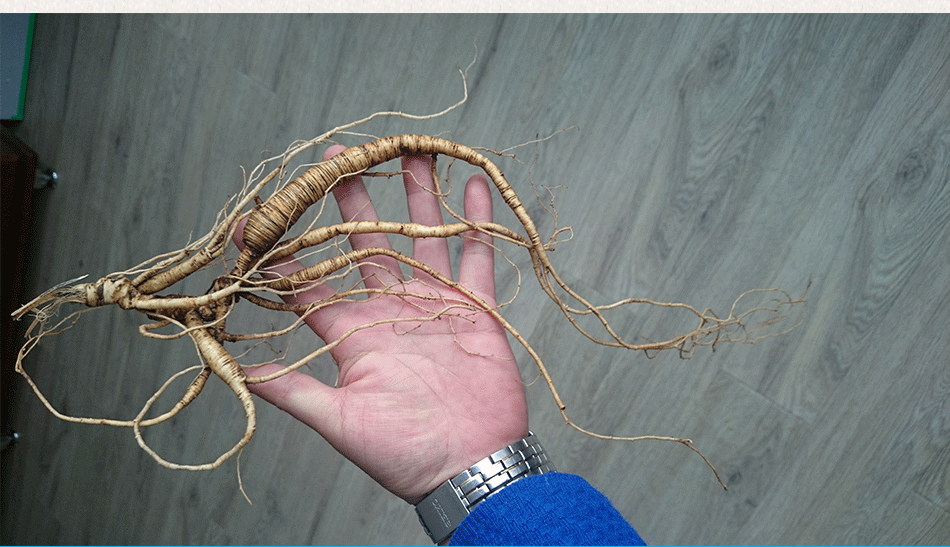 特级单支100年纯天然野山参 长白山野生人参 东北野山参 鲜野人参